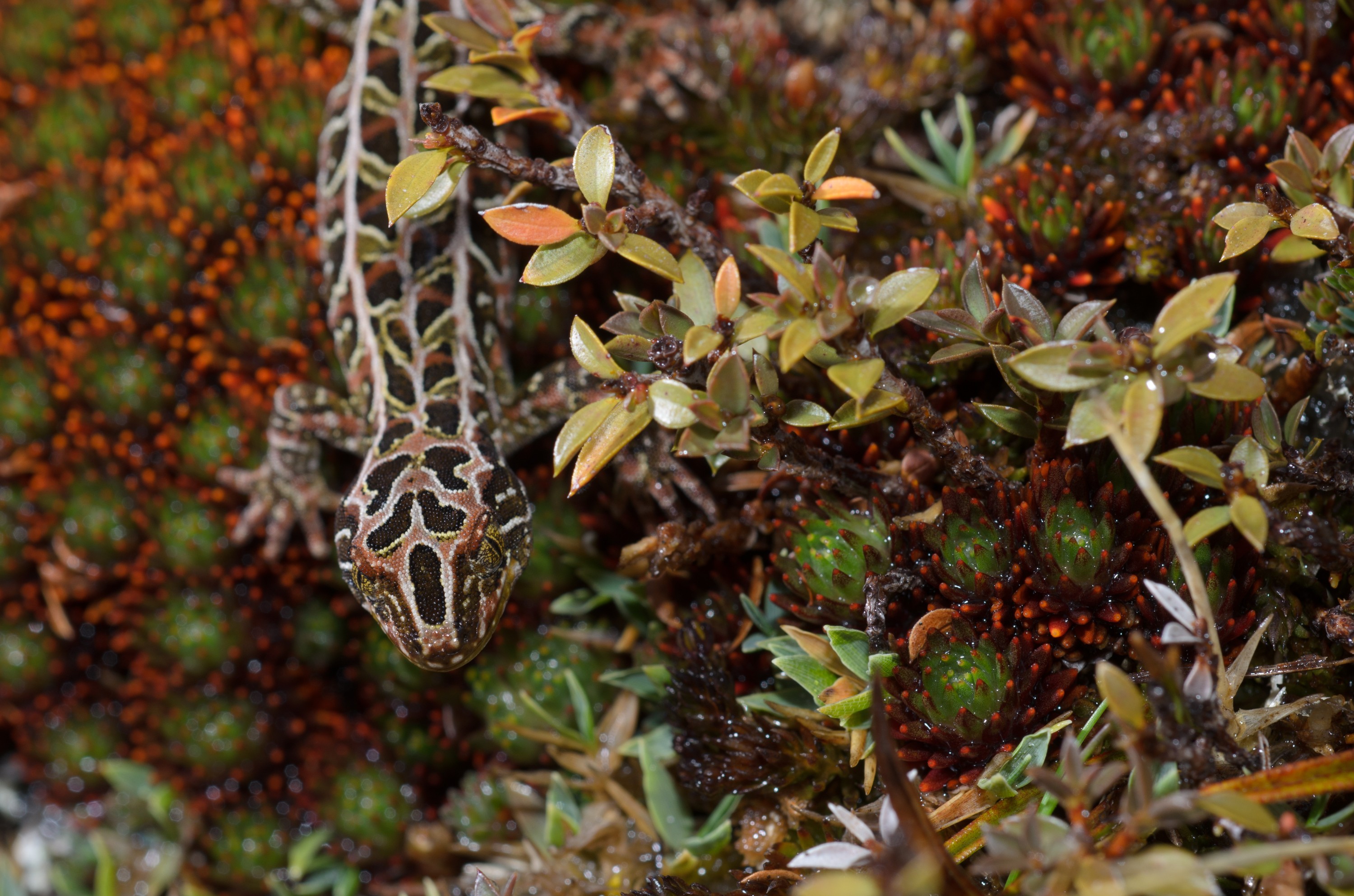 DSC_2807 – Adventure, Crispin, Hoplodactylus, Island, March 2017, National Park, New, New Zealand, Rakiura, South, Stewart, Tukutuku rakiurae, Zealand, amazing, gecko, harlequin gecko, rare, stunning